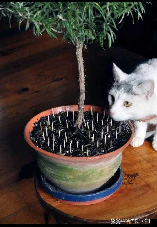 猫咪花盆公主堇种植攻略