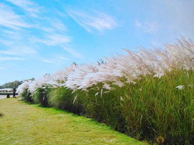 芦苇丛深处中的温情：那些温暖瞬间