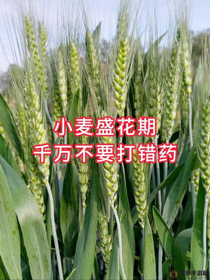 韩国朋友家的麦子种植经验：实用技巧与成果分享